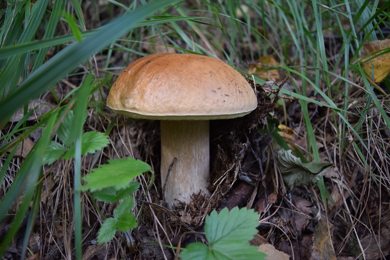 B. edulis - 30 Settembre 2016 - 08
