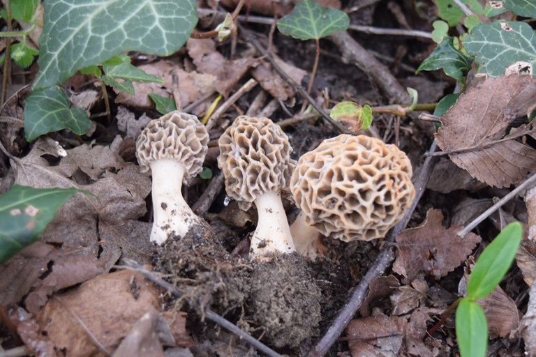 M. esculenta - 1 Aprile 2017 - 01