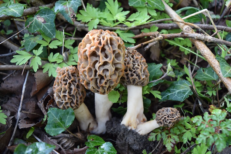M. esculenta - 8 Aprile 2017 - 01