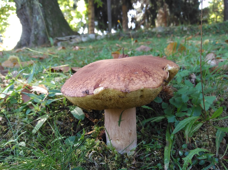 B. aestivalis - 2 Ottobre 2019 - 01