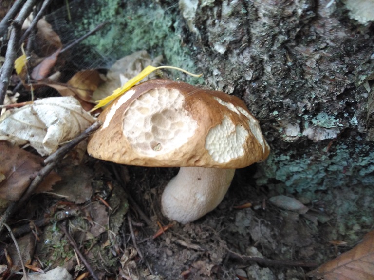 B. edulis - 2 Ottobre 2019 - 07