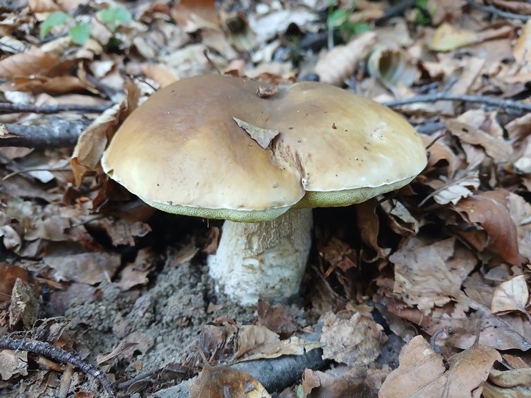 B. edulis - 8 Settembre 2026 - 01