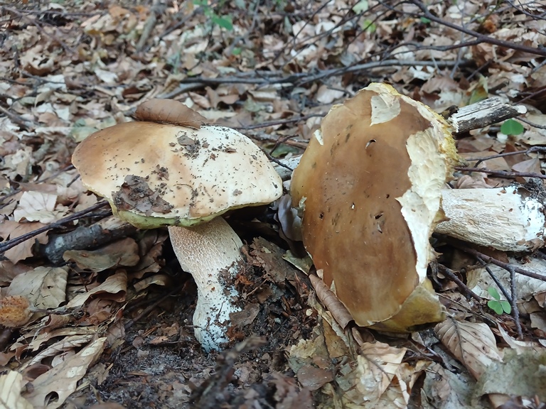 B. edulis - 8 Settembre 2026 - 01