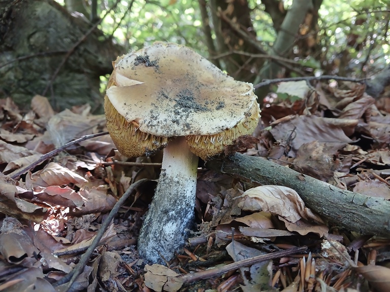 B. edulis - 8 Settembre 2026 - 03