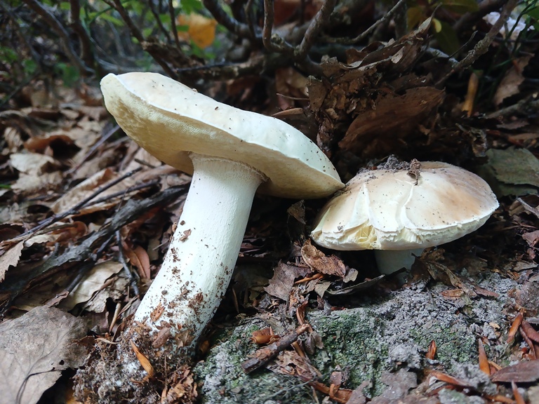 B. edulis - 8 Settembre 2026 - 04