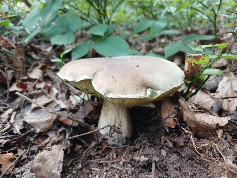 B. edulis - 8 Settembre 2026 - 06