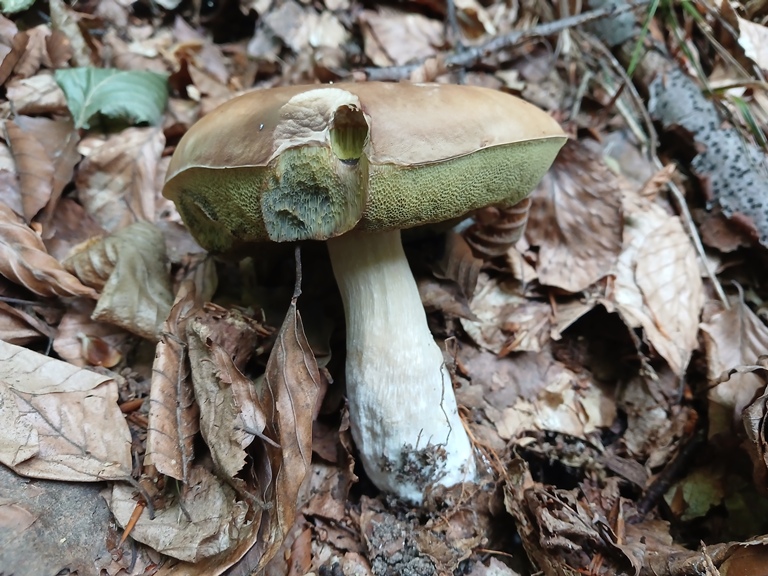 B. edulis - 15 Settembre 2026 - 01