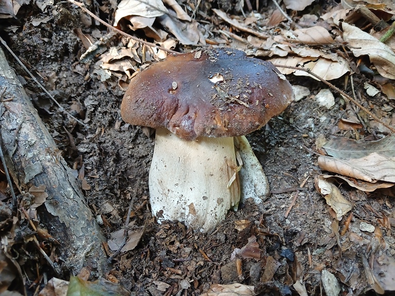 B. edulis - 22 Settembre 2026 - 01