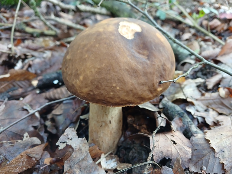 B. AEREUS - 9 Ottobre 2026 - 01